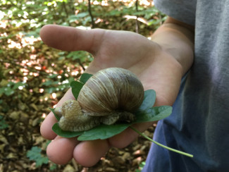 Schnecke